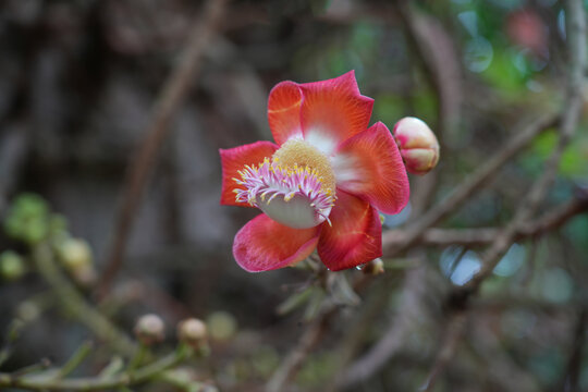 View of pink flowers on a cannonball tree, Couroupita guianensis