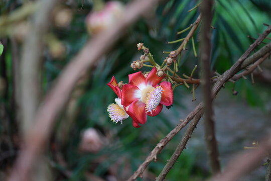 View of pink flowers on a cannonball tree, Couroupita guianensis