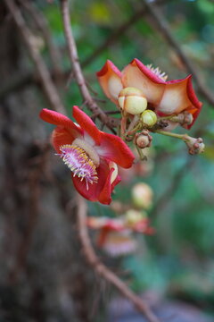 View of pink flowers on a cannonball tree, Couroupita guianensis
