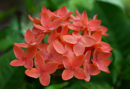 Coral red flowers of West Indian Jasmine (ixora)