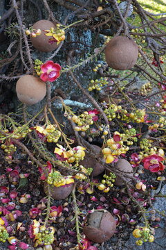 View of pink flowers on a cannonball tree, Couroupita guianensis