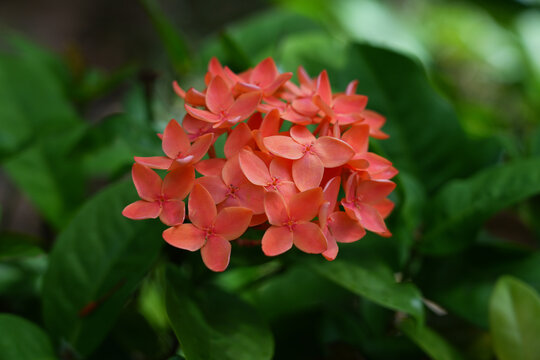 Coral red flowers of West Indian Jasmine (ixora)