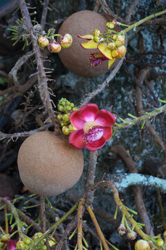 View of pink flowers on a cannonball tree, Couroupita guianensis