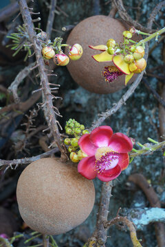 View of pink flowers on a cannonball tree, Couroupita guianensis
