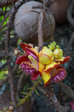 View of pink flowers on a cannonball tree, Couroupita guianensis