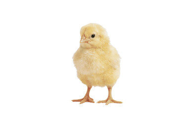 baby chicken isolated on white