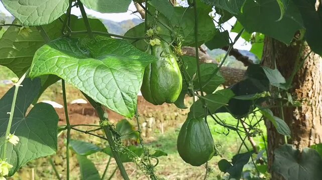Closeup footage of young, bright green chayote squash or Sechium edule hanging from a stretching vine in an organic farm. Fresh chayote in the garden.