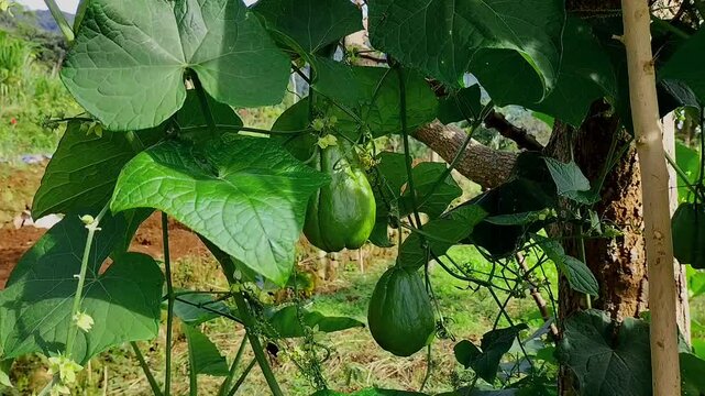 Closeup footage of young, bright green chayote squash or Sechium edule hanging from a stretching vine in an organic farm. Fresh chayote in the garden.