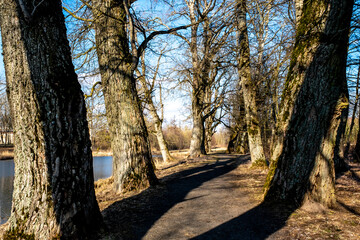 Fototapeta premium A path in an old park between thick tree trunks, next to a lake