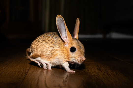 A dramatic pose of the Arabian ground squirrel (Allactaga williamsi) in a dimly lit environment, illuminated by a powerful flashlight highlighting its large ears and eyes.