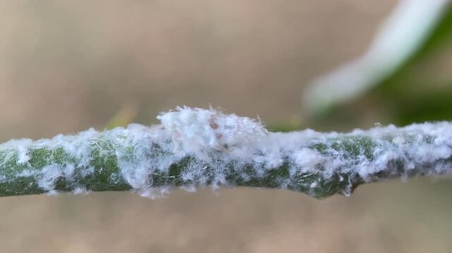 Flatid Planthopper Nymph on Plant Stem Covered in Thick White Fluffy Wax