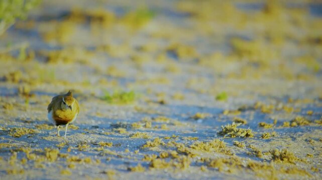 cream-colored courser (Cursorius cursor ) Foraging in central kalahari game reserve.