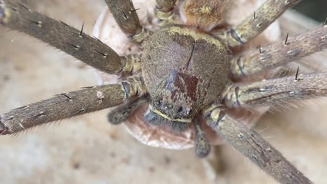 Female Huntsman Spider Sitting Tight Guarding Egg Sac, Alert Maternal Pose Macro Portrait