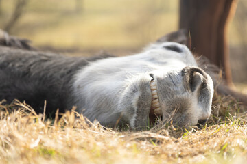 Fototapete bei efototapeten.de bestellen   