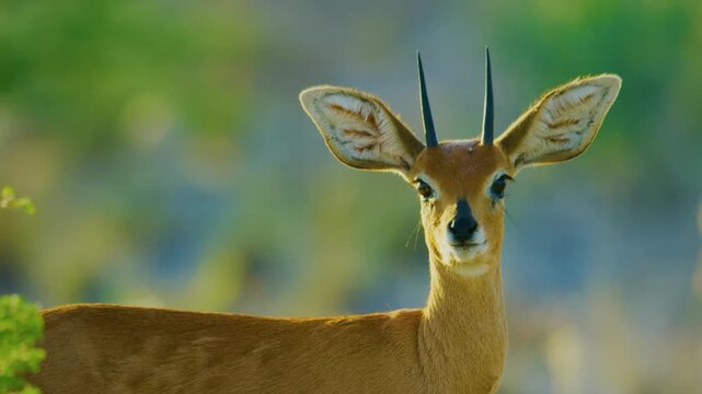 Close up of a Steenbok (Raphicerus campestris), Portrait view, Central Kalahari Game Reserve. 