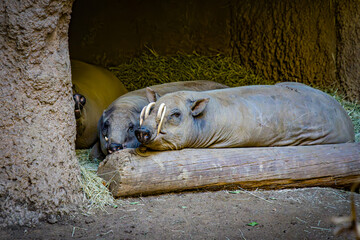 Two hogs rest on a log inside a shelter at a zoo during a warm afternoon in the summer © George