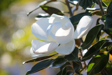 white © Christina