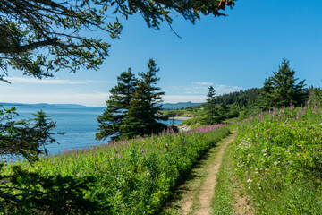 Fototapeta premium Hiking Trail Along the Coast with Wild Purple Flowers and Ocean View in Forillon National Park