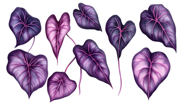 Set of purple and magenta heart-shaped tropical leaves with bold veins, isolated on black background, decorative botanical illustration