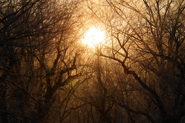 森から見る朝日