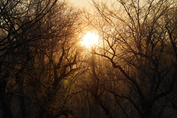 Obraz premium 森から見る朝日