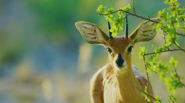 Close up of a Steenbok (Raphicerus campestris) Looking straight into the camera.