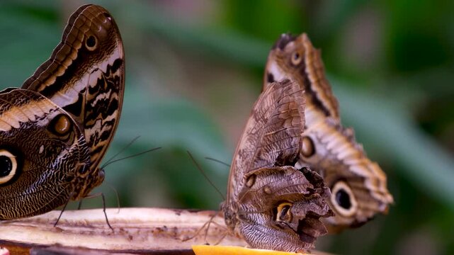 Two Caligo atreus dionysos owl butterflies sitting opposite each other on tree stump macro wildlife scene
