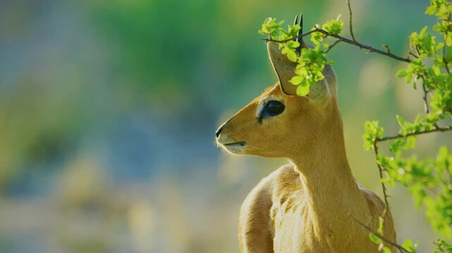 Close up of a Steenbok (Raphicerus campestris) eating leaves in Central Kalahari Game Reserve Afrcia.