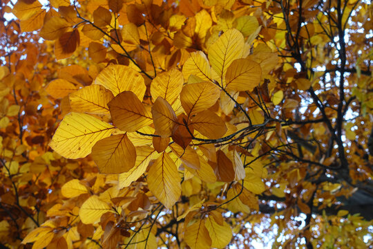 Buchenzweige im Herbst
