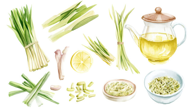 Watercolor illustrations of lemongrass stalks, cut pieces, slices, bowls of shredded lemongrass and a glass teapot with lemongrass tea on transparent background