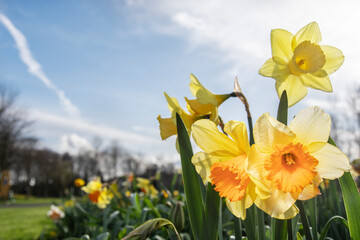 Fototapeta premium Daffodils in Dublin