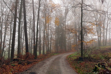 Obraz premium Waldweg im Herbst, neblig