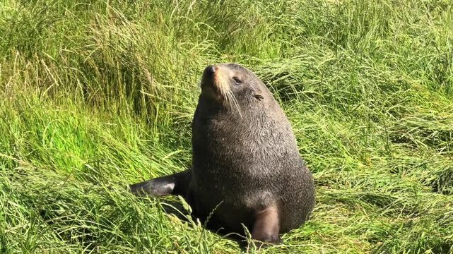 Cute fur seal posing and catching the sun on grass in Beautiful New Zealand landscape in Timaru, serene and peaceful scenery