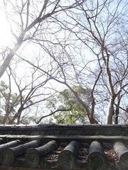 瓦屋根と枝と空,