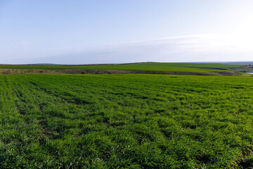 Fototapeta premium Wide rural landscape with fresh green crop field stretching toward the horizon under clear sky. Early spring agriculture and countryside scenery.