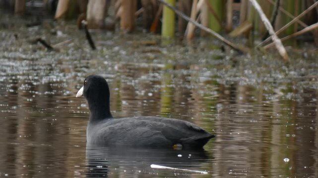 Eurasian coot (Fulica atra) swimming and shaking its head in a calm swamp environment. Overcast, natural lighting. Medium shot. Vitality and Survival.