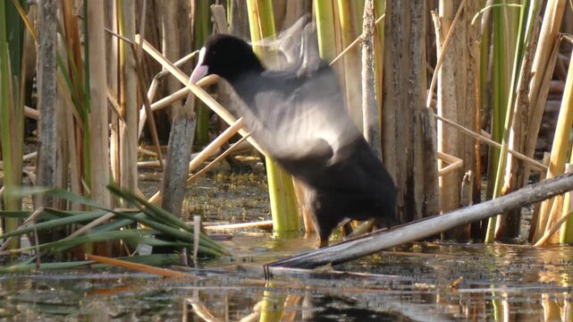 Eurasian coot (Fulica atra) standing on a submerged branch, flapping wings and cleaning feathers. Bright sunny day, natural lighting. Close-up. Vitality and Resilience.