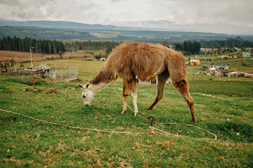 Fototapeta premium Llama grazing on green hillside in rural Andean landscape of Ecuador