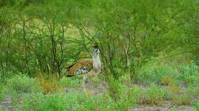 The kori bustard (Ardeotis kori) is the largest flying bird native to Africa.