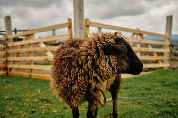 Brown sheep standing in rural farm landscape © Serson