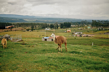 Fototapeta premium Llama grazing on green hillside in rural Andean landscape of Ecuador