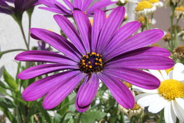 Obraz premium Close-up photograph of a purple daisy flower, showcasing its delicate petals and vibrant yellow center. The soft natural light and shallow depth of field highlight the beauty