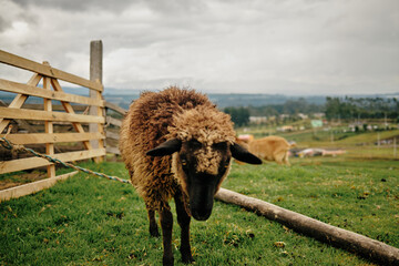 Brown sheep standing in rural farm landscape © Serson