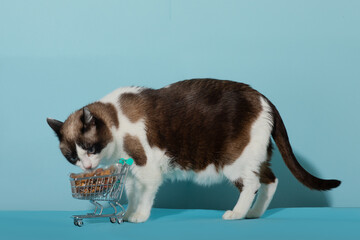 Cute cat standing by small cart while eating feed from it over blue studio background, ad for cat...