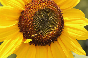 Obraz premium sunflower with bee