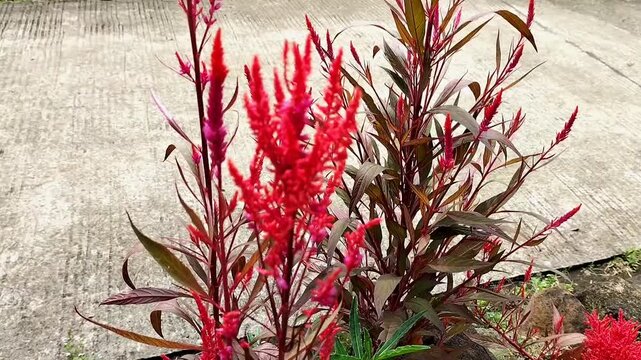 Closeup footage of red blooming Cockscomb celosia argentea flower in garden.
