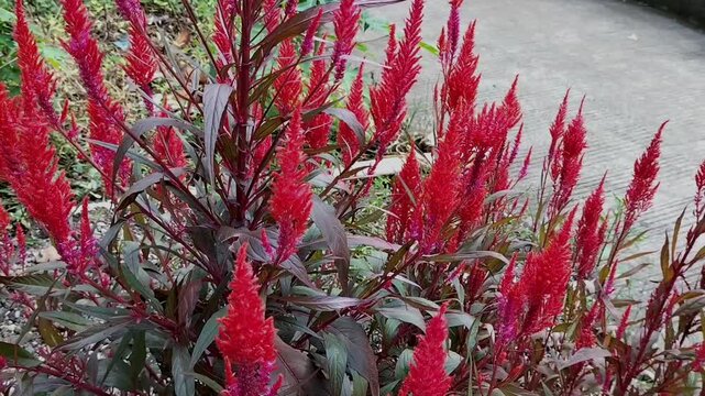 Closeup footage of red blooming Cockscomb celosia argentea flower in garden.

