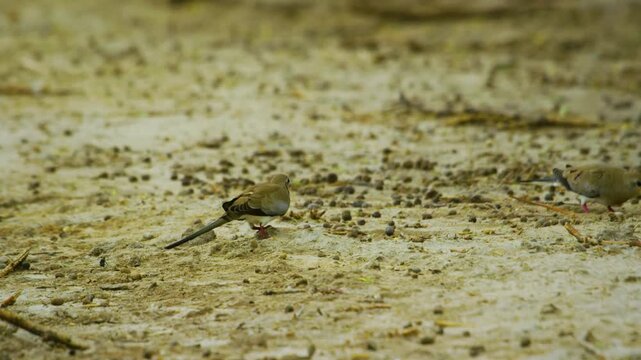 A pair of mourning collared dove or African mourning dove (Streptopelia decipiens).