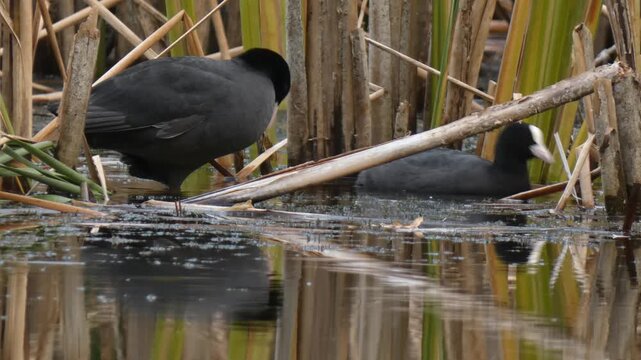 One Eurasian coot cleaning feathers while the second bird eats green algae in the swamp. Natural lighting, Medium shot, Overcast. Connection and Sustainability.