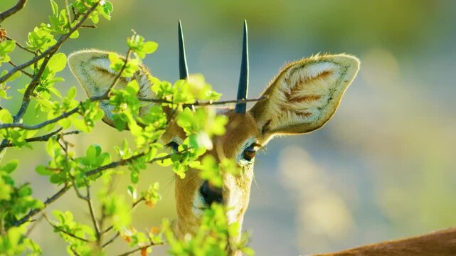 Portrait view of a Steenbok (Raphicerus campestris) in Central Kalahari Game Reserve Afrcia.